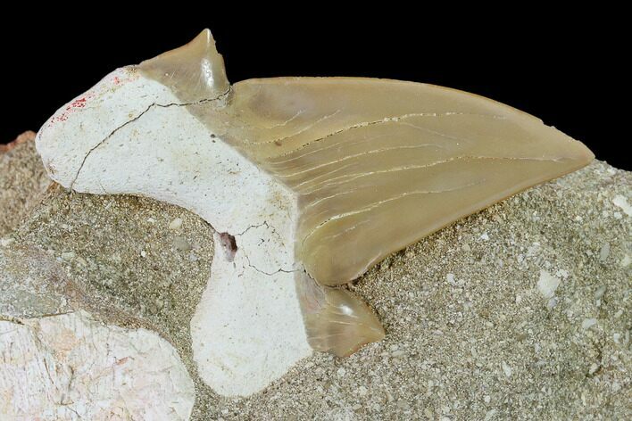 Otodus Shark Tooth Fossil in Rock - Eocene #135833